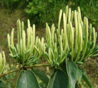 金银花最多连续喝几天,金银花泡水喝的五大禁忌图4