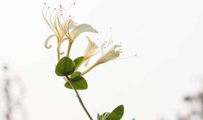 长期喝金银花的好处和坏处