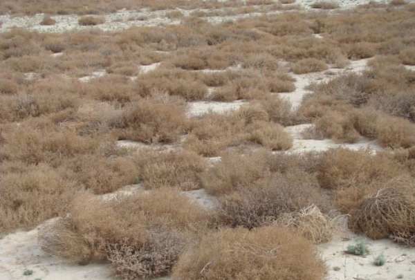 蓬灰水的作用和效果,蓬灰水是什么图1