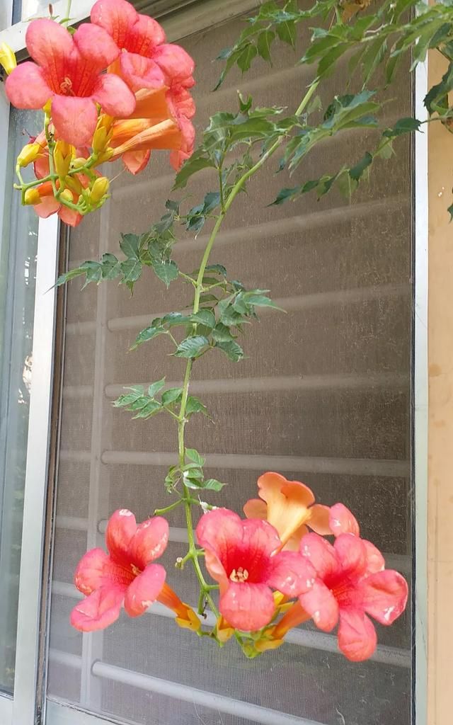 黄蜀葵花怎么喝，黄葵胶囊一停尿蛋白就高什么原因？图4