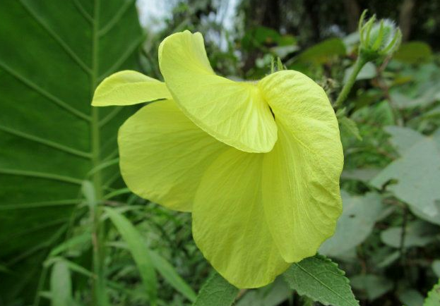 黄葵胶囊一停尿蛋白就高什么原因