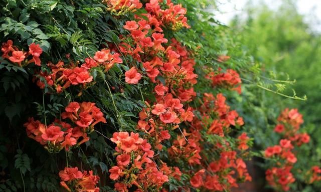 黄蜀葵花怎么喝，黄葵胶囊一停尿蛋白就高什么原因？图7