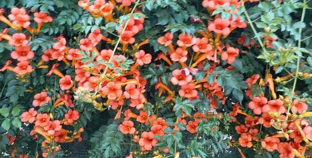 黄蜀葵花怎么喝，黄葵胶囊一停尿蛋白就高什么原因？图6