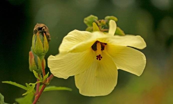 晒干的秋葵籽怎么吃法