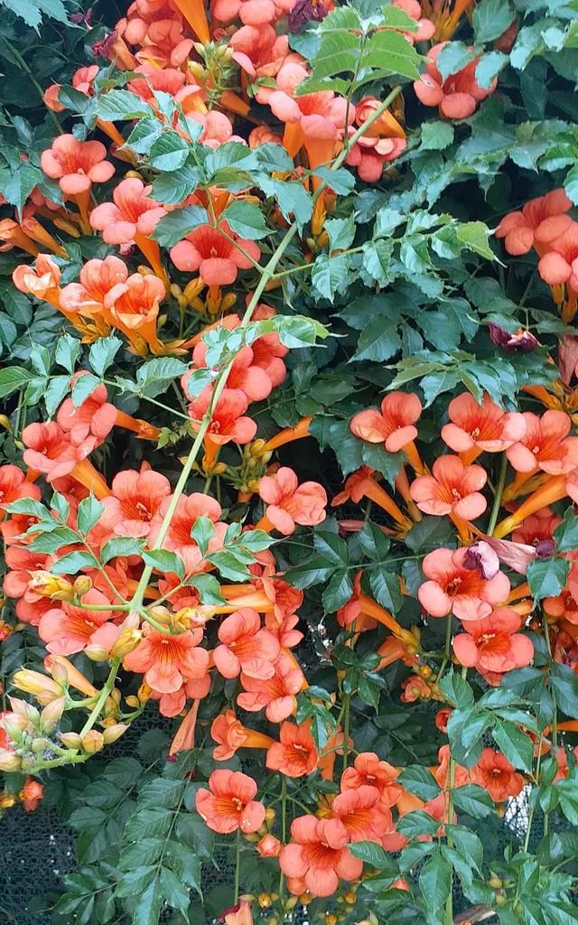 黄蜀葵花怎么喝，黄葵胶囊一停尿蛋白就高什么原因？图5