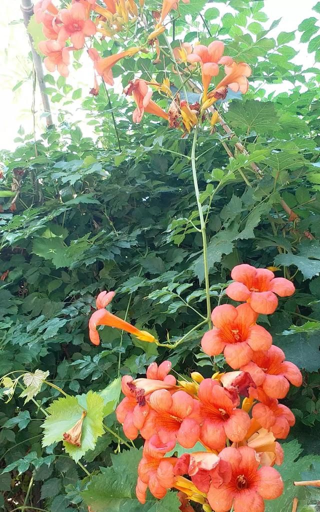 黄蜀葵花怎么喝，黄葵胶囊一停尿蛋白就高什么原因？图3