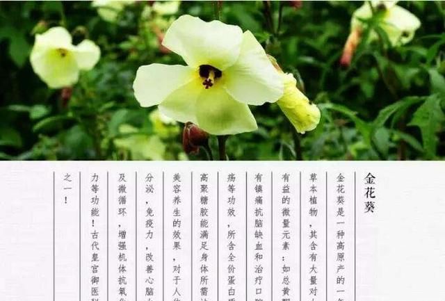 黄蜀葵花怎么喝，黄葵胶囊一停尿蛋白就高什么原因？图8