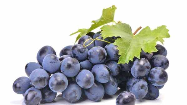 葡萄上面有些小疙瘩是怎么回事,夏黑葡萄皮上有很多颗粒状的小疙瘩是怎么回事啊图4