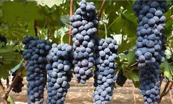 葡萄上面有些小疙瘩是怎么回事,夏黑葡萄皮上有很多颗粒状的小疙瘩是怎么回事啊图1
