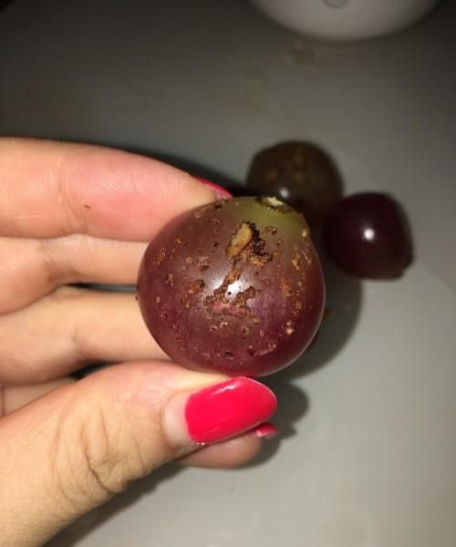 葡萄上面有些小疙瘩是怎么回事,夏黑葡萄皮上有很多颗粒状的小疙瘩是怎么回事啊