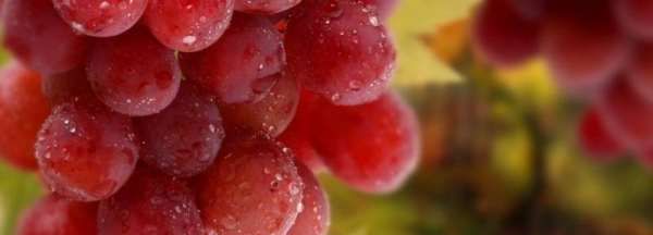 葡萄上面有些小疙瘩是怎么回事,夏黑葡萄皮上有很多颗粒状的小疙瘩是怎么回事啊图2