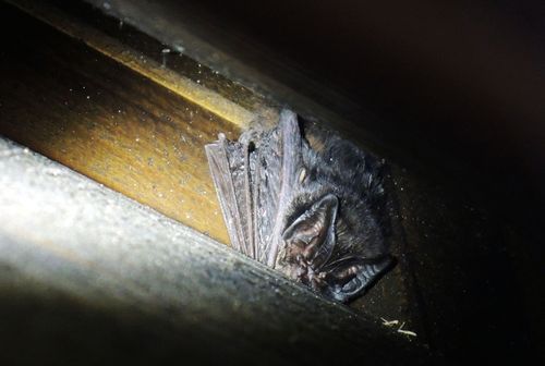 家里飞进蝙蝠风水解说预兆是吉是凶 家里飞进蝙蝠风水预兆是吉是凶