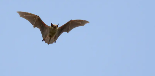 蝙蝠入屋是不吉利的,蝙蝠进屋十大预兆是真的吗图1