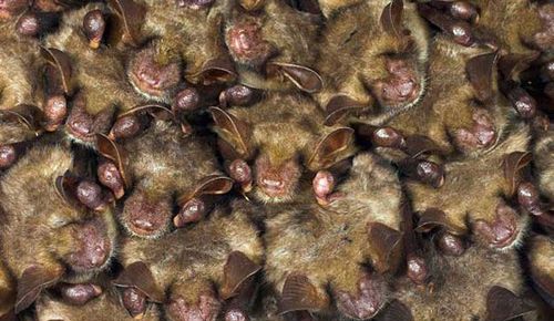 家里有蝙蝠窝是吉是凶打死蝙蝠好不好