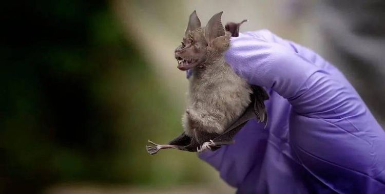 蝙蝠进屋这是什么预兆,是好事还是坏事啊