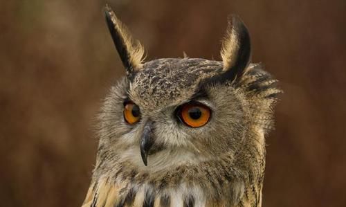 猫头鹰是猫科动物还是鸟科动物啊?