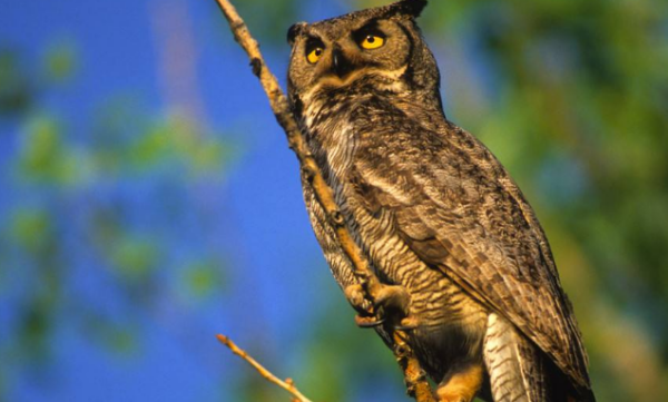 猫头鹰是鸟类还是猫科,猫头鹰属于什么动物类型图1