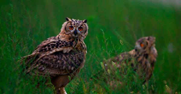 猫头鹰是鸟类还是猫科,猫头鹰属于什么动物类型图6