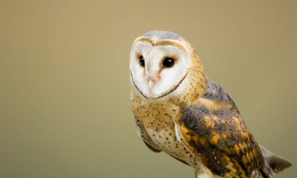 猫头鹰是鸟类还是猫科,猫头鹰属于什么动物类型图3