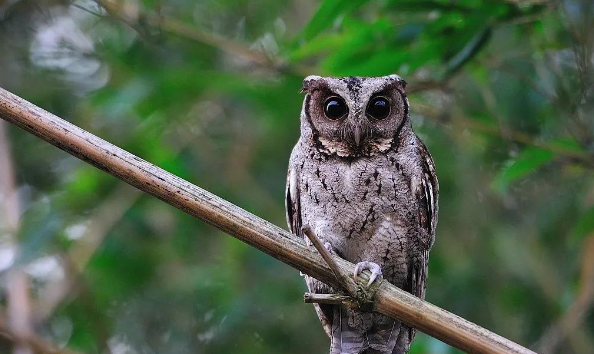 猫头鹰是鸟类还是猫科,猫头鹰属于什么动物类型图2