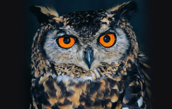 猫头鹰是鸟类还是猫科,猫头鹰属于什么动物类型图4