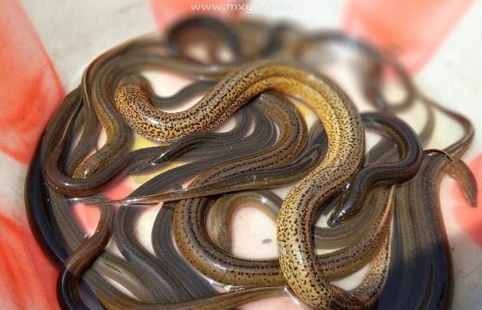 鳝鱼一般吃什么食物