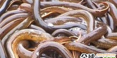 家养黄鳝鱼吃什么食物