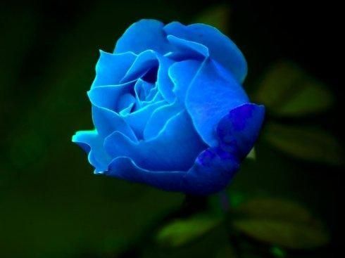 蓝玫瑰代表什么意思，蓝玫瑰代表什么?是什么意思？图3
