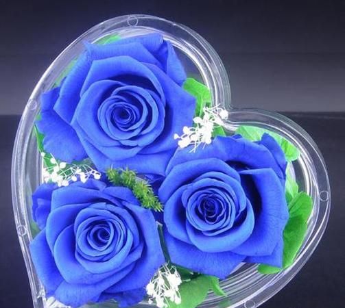 玫瑰蓝色妖姬代表什么意思