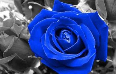 ​蓝玫瑰代表什么意思，蓝玫瑰代表什么?是什么意思？