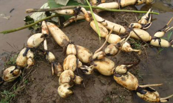 莲藕可以放冰箱保存,藕可以放冰箱保鲜多久图3