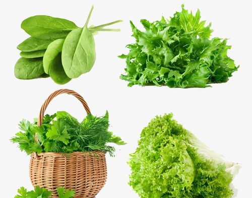南方绿叶菜有哪些