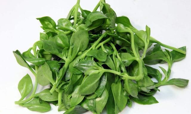 冬天的绿叶蔬菜有哪些