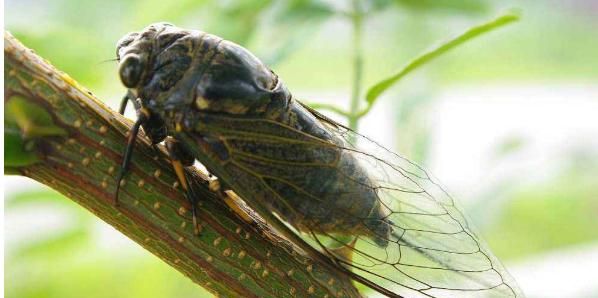 夏眠的动物有哪些10个，夏天里有哪些动物最快乐？图1