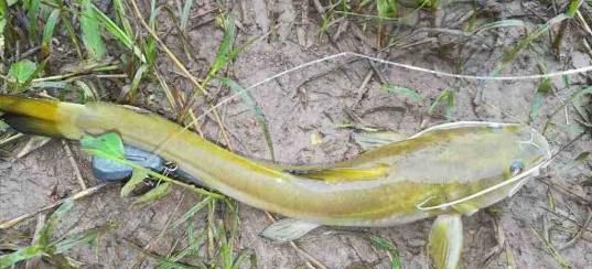 夏眠的动物有哪些10个，夏天里有哪些动物最快乐？图2