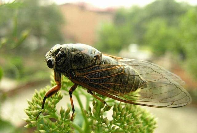 夏眠的动物有哪些10个，夏天里有哪些动物最快乐？图4