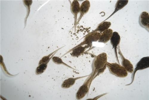 小蝌蚪吃什么食物，小蝌蚪喜欢吃什么食物图片简笔画？图3