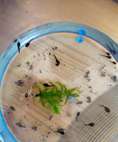 小蝌蚪喜欢吃什么食物图片简笔画