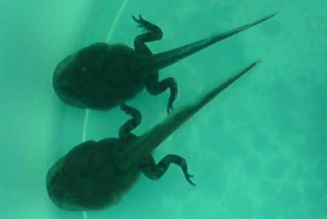 小蝌蚪吃什么食物，小蝌蚪喜欢吃什么食物图片简笔画？图4