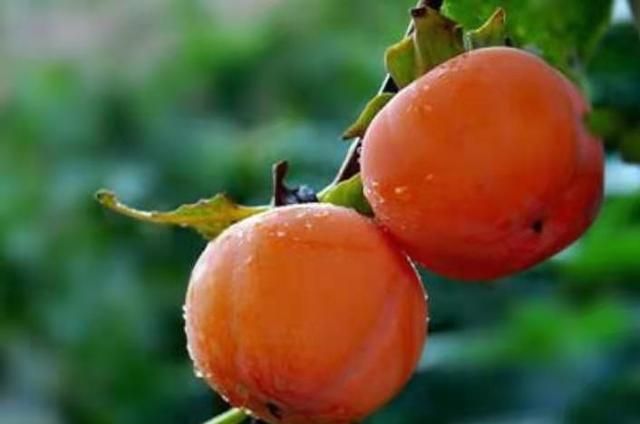 脆柿就是还没熟的柿子吗，脆柿子长出来就是脆的吗？图4