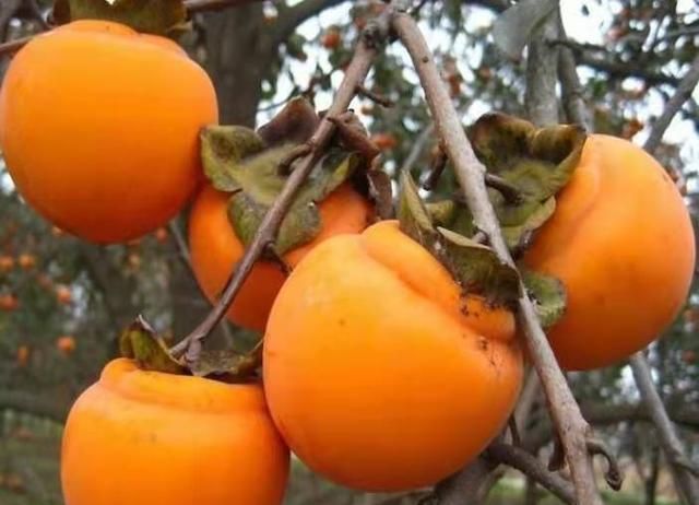 脆柿就是还没熟的柿子吗，脆柿子长出来就是脆的吗？图3