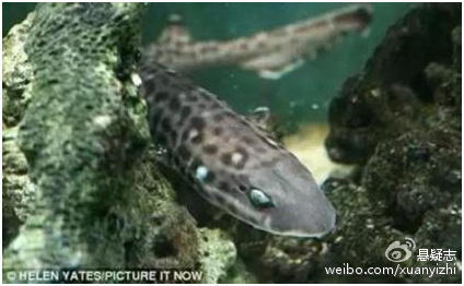 世界上最怪僻的10个盗窃案