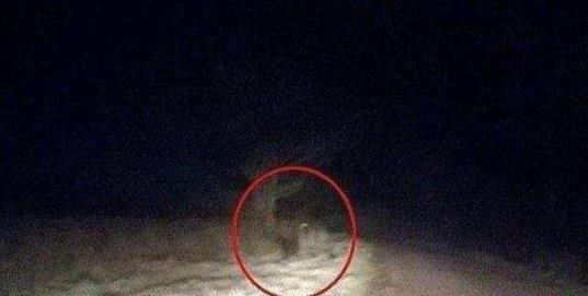 狼人实在存留吗？世界上有狼人吗