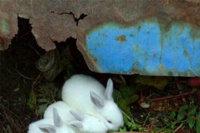 ​兔子几个月生小兔