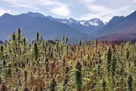 火麻和汉麻有什么区别