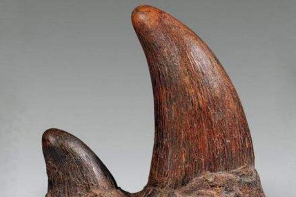 文玩一红二黑三白四黄是啥(鹤顶红、犀牛角、象牙、崖柏生料)