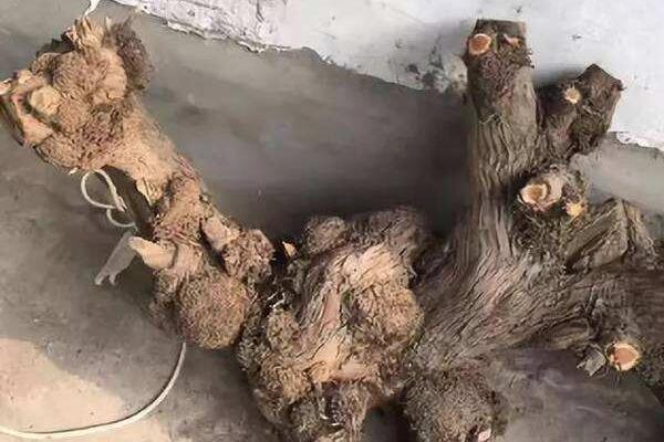 文玩一红二黑三白四黄是啥(鹤顶红、犀牛角、象牙、崖柏生料)