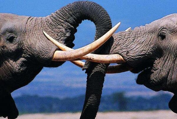 文玩一红二黑三白四黄是啥(鹤顶红、犀牛角、象牙、崖柏生料)