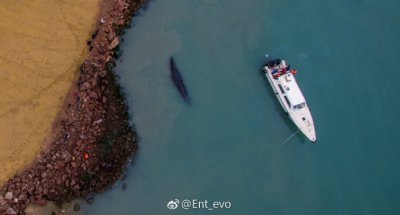 ​为什么鲸鱼放浅万万没有能靠拢 鲸鱼放浅为什么救没有了