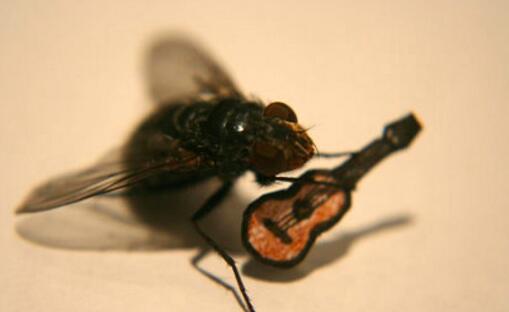 苍蝇为什么一直地搓手搓足,究竟毁三瞅